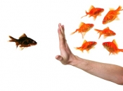 I like the other discrimination test better